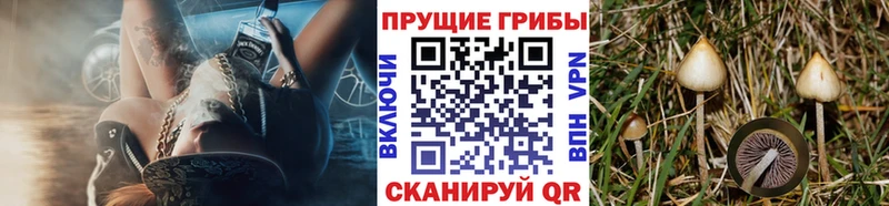 Псилоцибиновые грибы MAGIC MUSHROOMS  Купить  Нахабино 